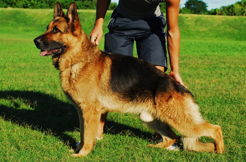 CH. Cooper Du grand gout