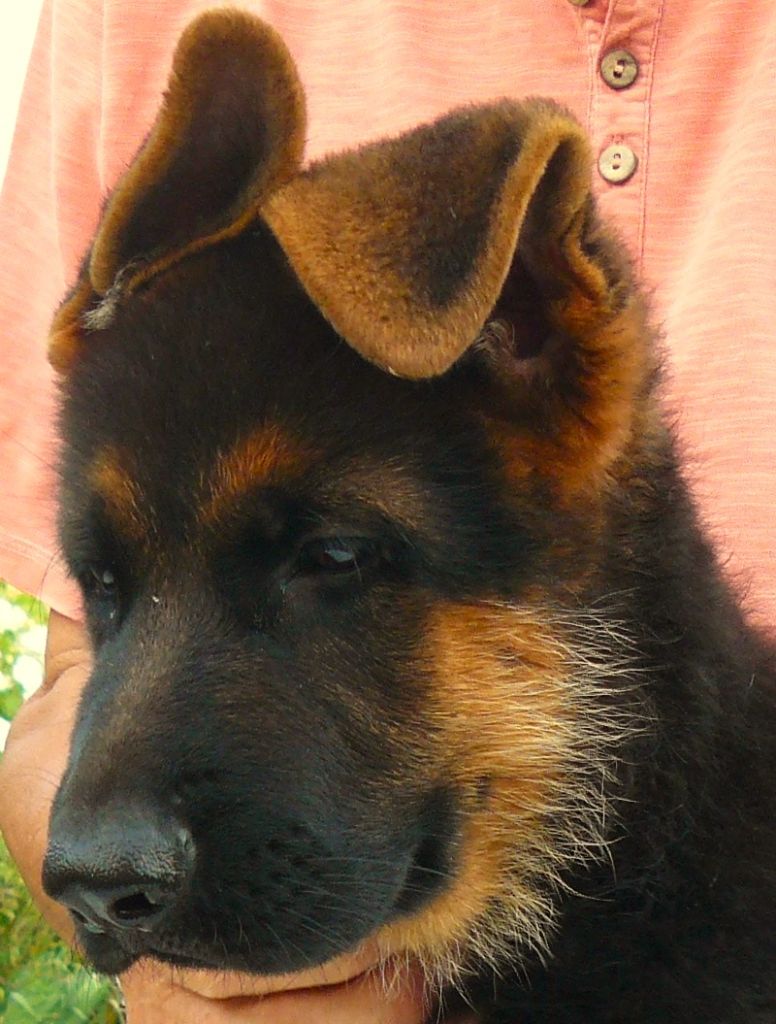 Du grand gout - Berger Allemand - Portée née le 23/05/2024